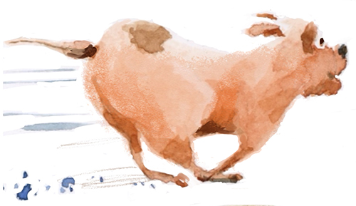 kinderboek illustratie rennende hond Sabine van der Ploeg